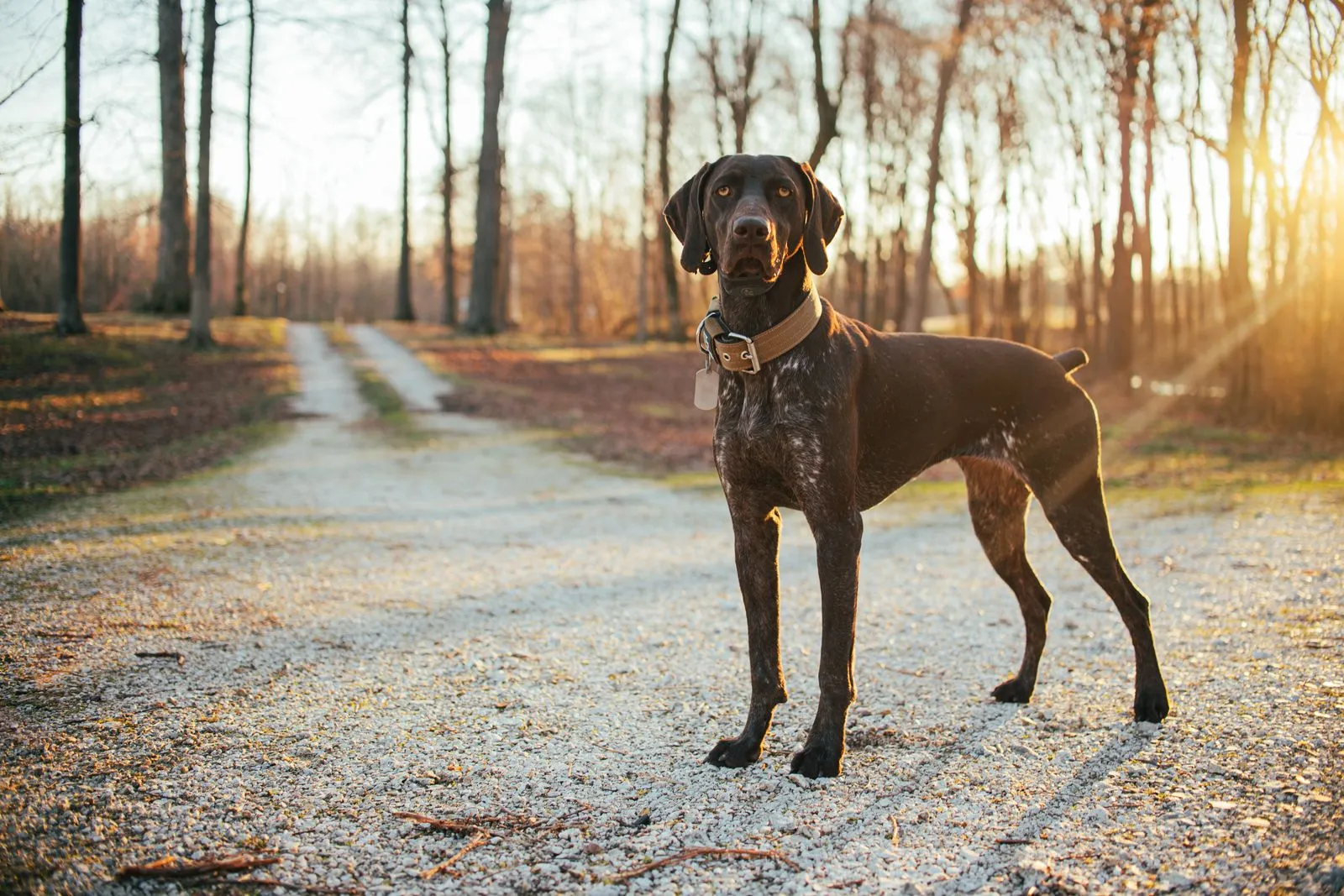 Choosing Leather for Your Dog’s Collar